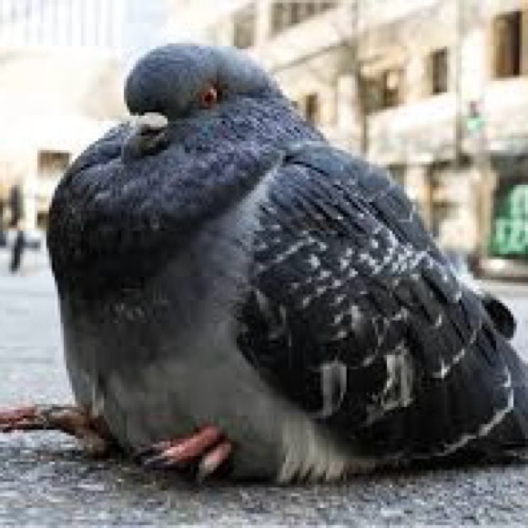 pigeon33732